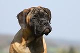 BULLMASTIFF 499